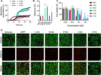 Contribution of the 12–17 hydrophobic region of islet amyloid polypeptide in self-assembly and cytotoxicity